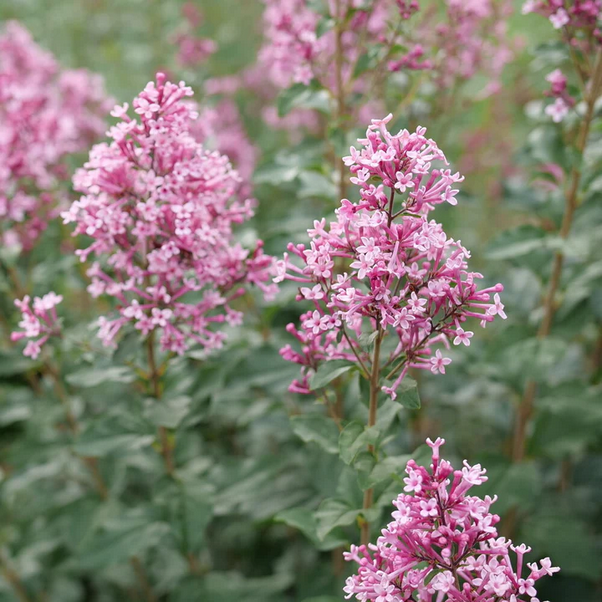 Proven Winners Direct Bloomerang Ballet Reblooming Lilac (Syringa) - New Proven Winners Variety 2025