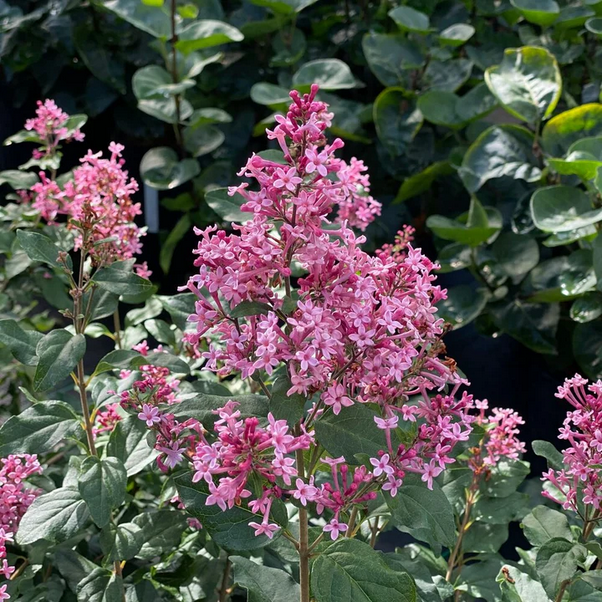 Proven Winners Direct Bloomerang Ballet Reblooming Lilac (Syringa) - New Proven Winners Variety 2025