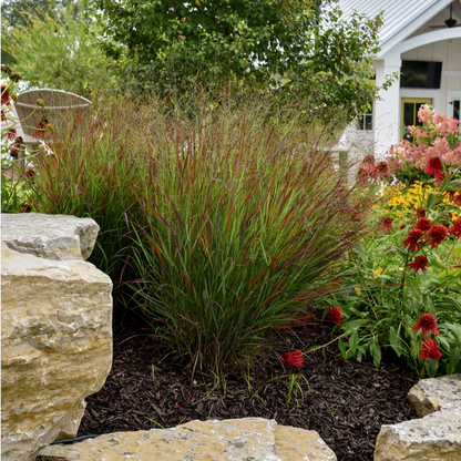 Proven Winners Direct Prairie Winds 'Cheyenne Sky' Red Switch Grass (Panicum)