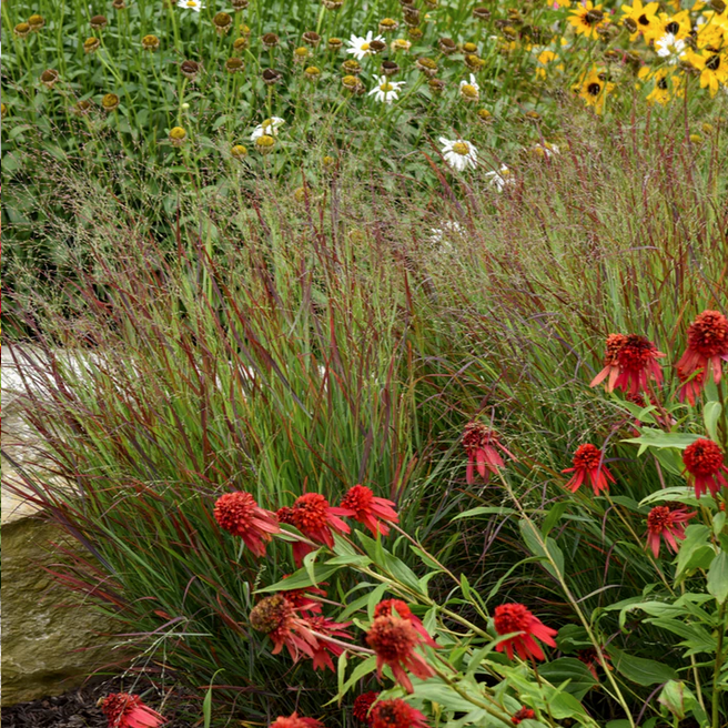 Proven Winners Direct Prairie Winds 'Cheyenne Sky' Red Switch Grass (Panicum)