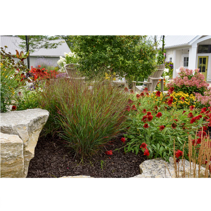 Proven Winners Direct Prairie Winds 'Cheyenne Sky' Red Switch Grass (Panicum)