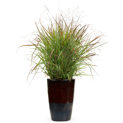 Proven Winners Direct Prairie Winds 'Cheyenne Sky' Red Switch Grass (Panicum)