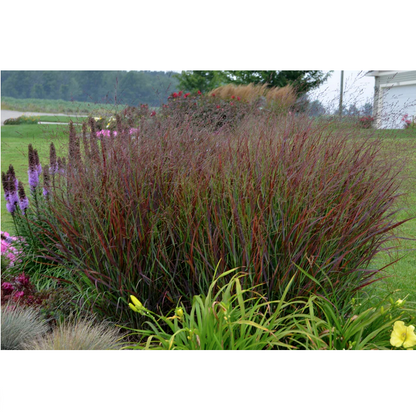 Proven Winners Direct Prairie Winds 'Cheyenne Sky' Red Switch Grass (Panicum)