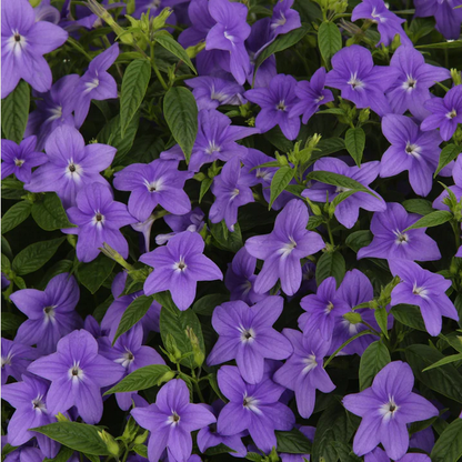 Proven Winners Direct Endless Illumination Bush Violet (Browallia)