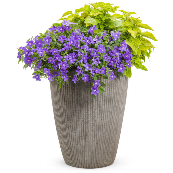 Proven Winners Direct Endless Illumination Bush Violet (Browallia)