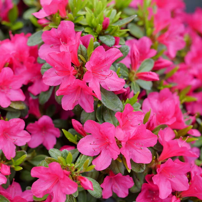 Proven Winners Direct Perfecto Mundo Fuchsia Carpet Reblooming Azalea (Rhododendron) - New Proven Winners Variety 2025