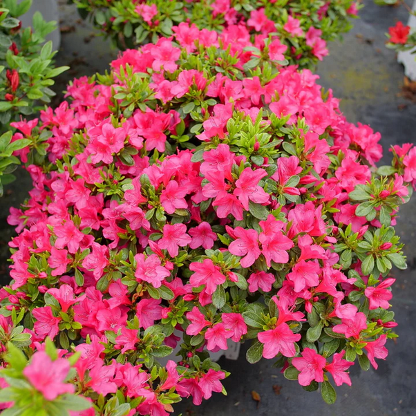 Proven Winners Direct Perfecto Mundo Fuchsia Carpet Reblooming Azalea (Rhododendron) - New Proven Winners Variety 2025