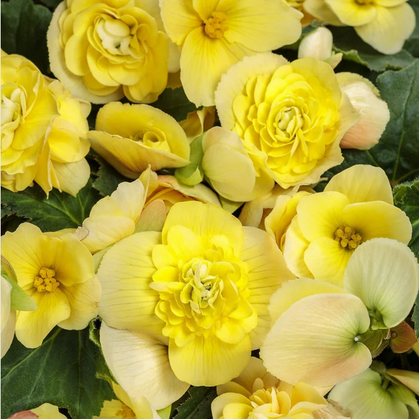 Proven Winners Direct Double Delight Primrose (Begonia)