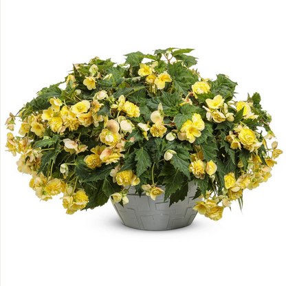 Proven Winners Direct Double Delight Primrose (Begonia)