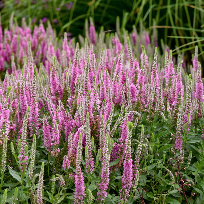 Proven Winners Direct Magic Show 'Pink Potion' Spike Speedwell (Veronica hybrid)