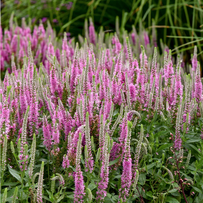 Proven Winners Direct Magic Show 'Pink Potion' Spike Speedwell (Veronica hybrid)