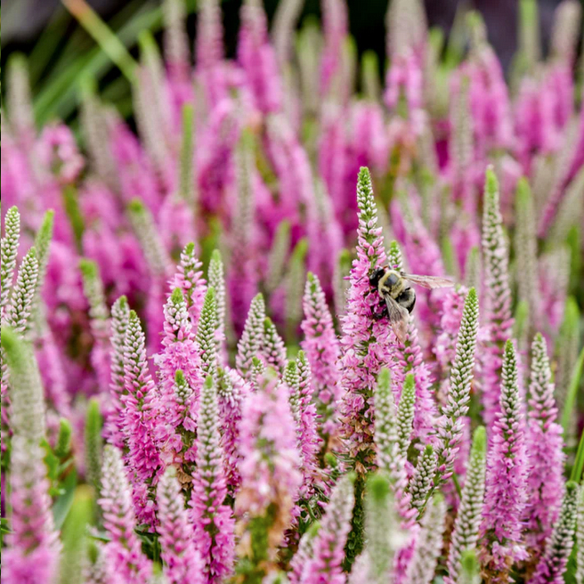 Proven Winners Direct Magic Show 'Pink Potion' Spike Speedwell (Veronica hybrid)