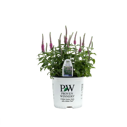 Proven Winners Direct Magic Show 'Pink Potion' Spike Speedwell (Veronica hybrid)