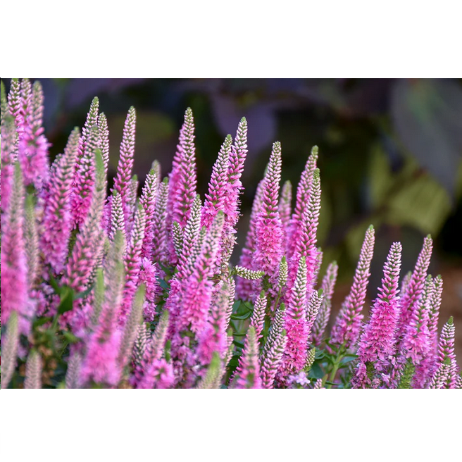 Proven Winners Direct Magic Show 'Pink Potion' Spike Speedwell (Veronica hybrid)