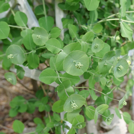 Proven Winners Direct Kintzley's Ghost Honeysuckle (Lonicera reticulata) - New Proven Winners Variety 2025