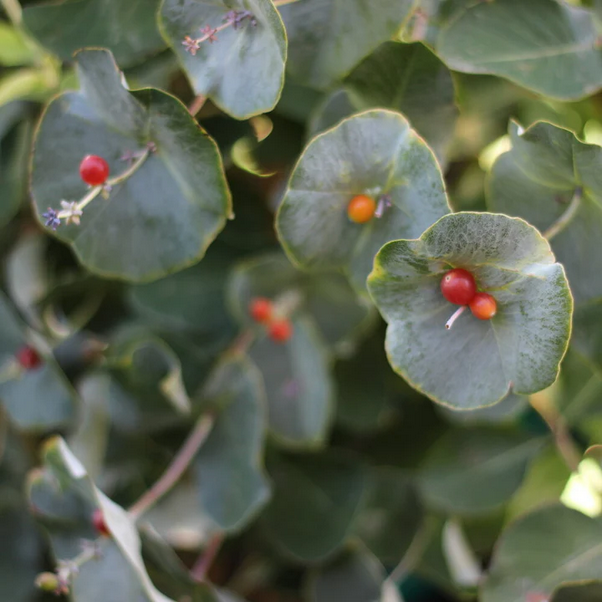 Proven Winners Direct Kintzley's Ghost Honeysuckle (Lonicera reticulata) - New Proven Winners Variety 2025