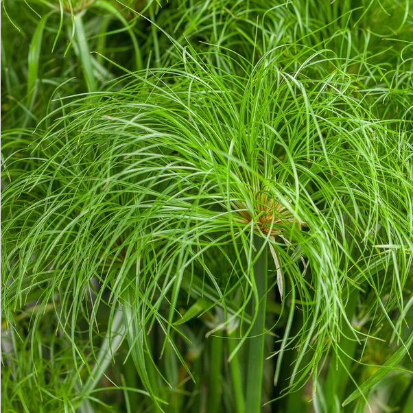 Proven Winners Direct Graceful Grasses Prince Tut (Cyperus)