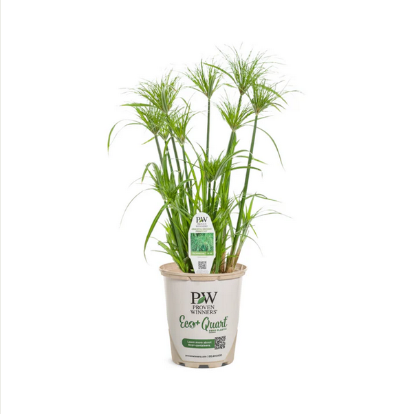 Proven Winners Direct Graceful Grasses Prince Tut (Cyperus)