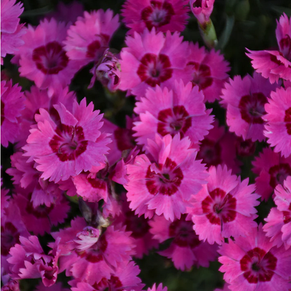 Proven Winners Direct 'Paint the Town Fancy' Pinks (Dianthus)