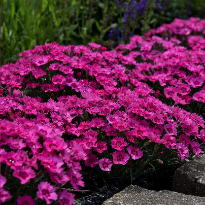 Proven Winners Direct 'Paint the Town Fancy' Pinks (Dianthus)