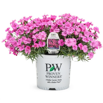 Proven Winners Direct 'Paint the Town Fancy' Pinks (Dianthus)