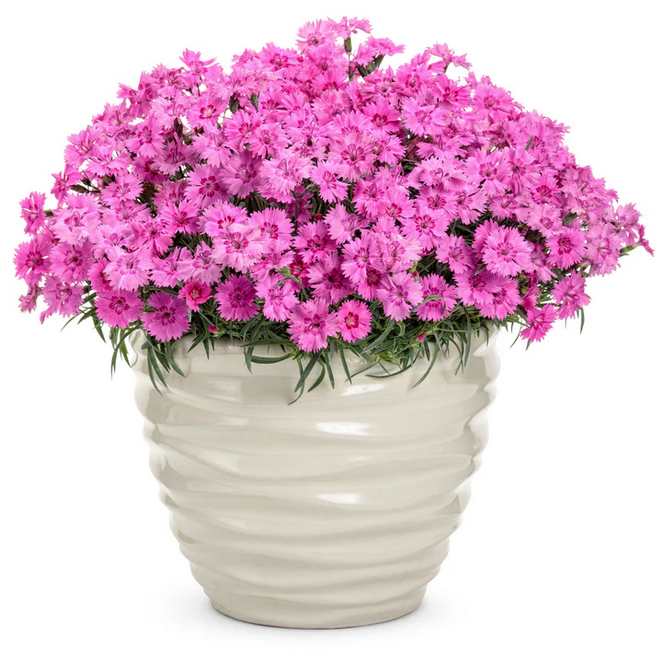 Proven Winners Direct 'Paint the Town Fancy' Pinks (Dianthus)