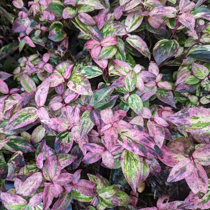 Proven Winners Direct Paisley Pup doghobble (Leucothoe fontanesiana) - New Proven Winners Variety 2025