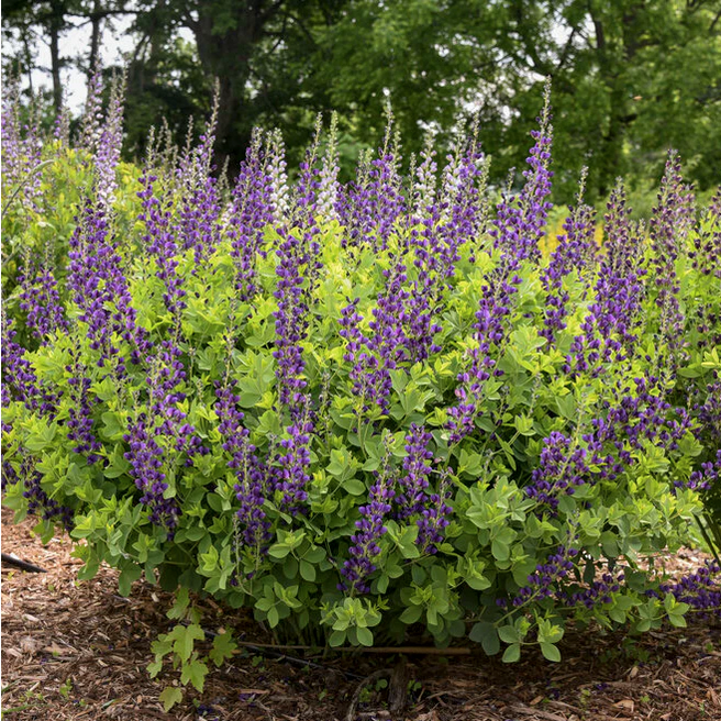 Proven Winners Direct Decadence 'Sparkling Sapphires' False Indigo (Baptisia)