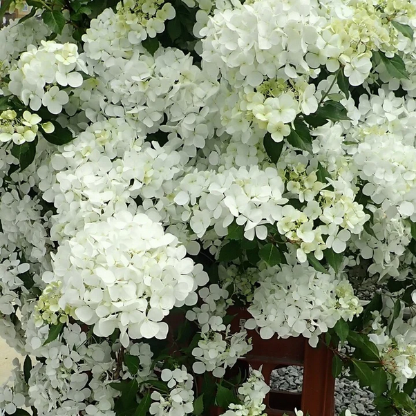 Proven Winners Direct Fairytrail White Cascade Hydrangea - New Proven Winners Variety 2025