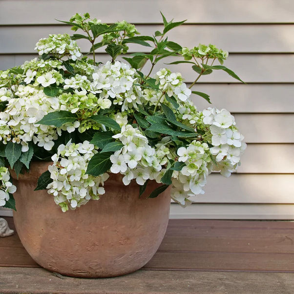 Proven Winners Direct Fairytrail White Cascade Hydrangea - New Proven Winners Variety 2025