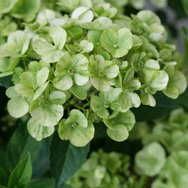 Proven Winners Direct Fairytrail Green Cascade Hydrangea - New Proven Winners Variety 2025