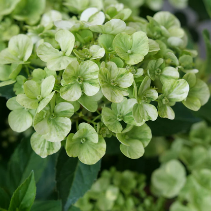 Proven Winners Direct Fairytrail Green Cascade Hydrangea - New Proven Winners Variety 2025