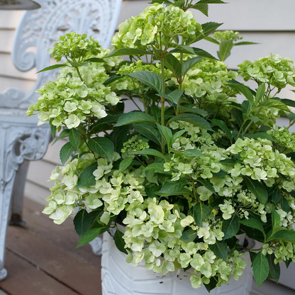 Proven Winners Direct Fairytrail Green Cascade Hydrangea - New Proven Winners Variety 2025