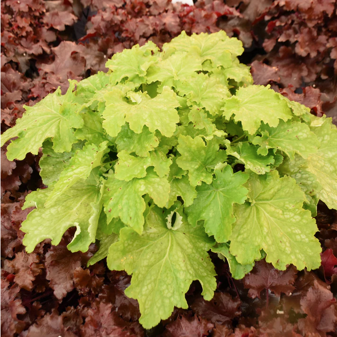 Proven Winners Direct Dressed Up 'Ball Gown' Coral Bells (Heuchera)