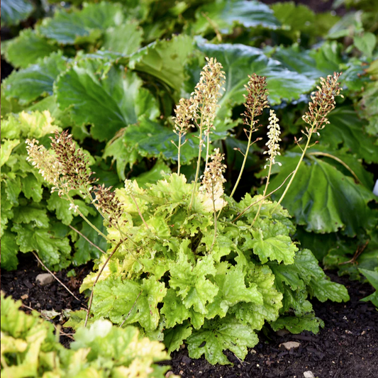 Proven Winners Direct Dressed Up 'Ball Gown' Coral Bells (Heuchera)