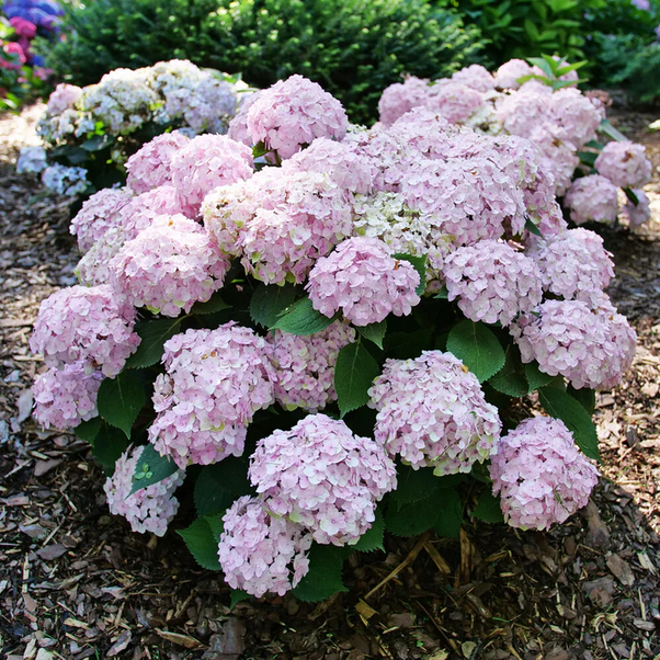 Proven Winners Direct Wee Bit Innocent Bigleaf Hydrangea (Macrophylla) - New Proven Winners Variety 2025