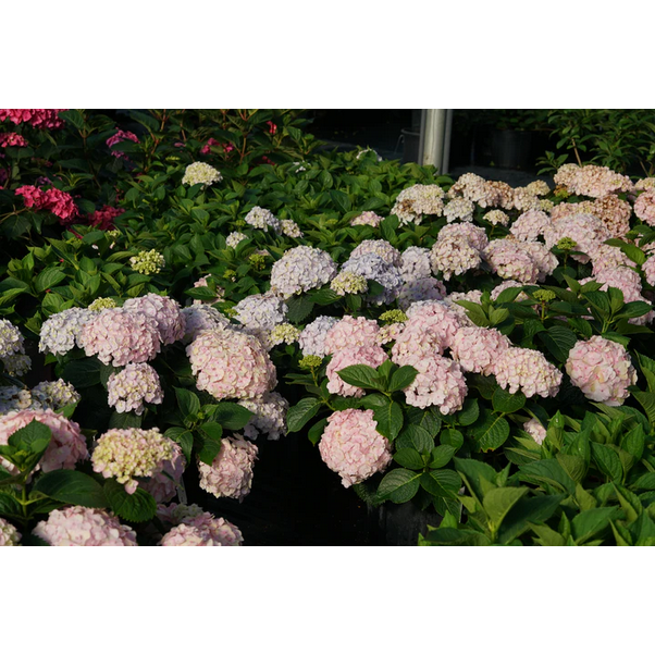 Proven Winners Direct Wee Bit Innocent Bigleaf Hydrangea (Macrophylla) - New Proven Winners Variety 2025