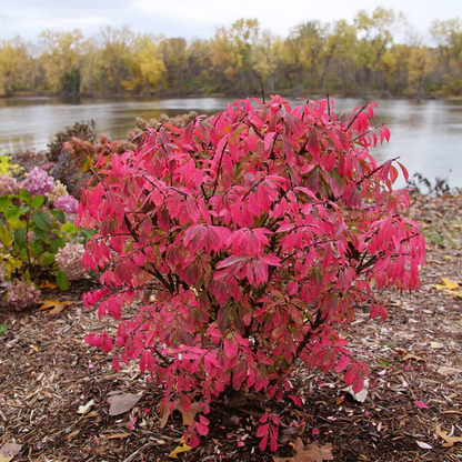 Proven Winners Direct Fire Ball Seedless Burning Bush (Euonymus alatus) - New Proven Winners Variety 2025