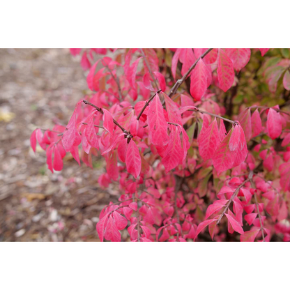 Proven Winners Direct Fire Ball Seedless Burning Bush (Euonymus alatus) - New Proven Winners Variety 2025