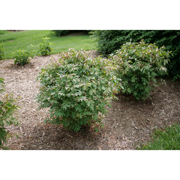 Proven Winners Direct Fire Ball Seedless Burning Bush (Euonymus alatus) - New Proven Winners Variety 2025