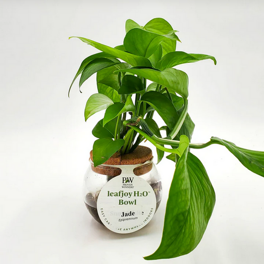 Proven Winners Direct H2O Bowl Beautifall Jade pothos (Epipremnum)