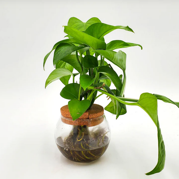 Proven Winners Direct H2O Bowl Beautifall Jade pothos (Epipremnum)