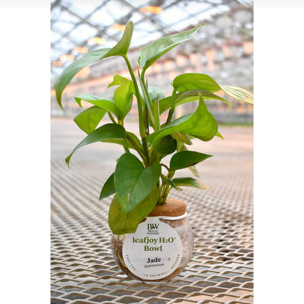 Proven Winners Direct H2O Bowl Beautifall Jade pothos (Epipremnum)