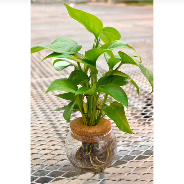 Proven Winners Direct H2O Bowl Beautifall Jade pothos (Epipremnum)