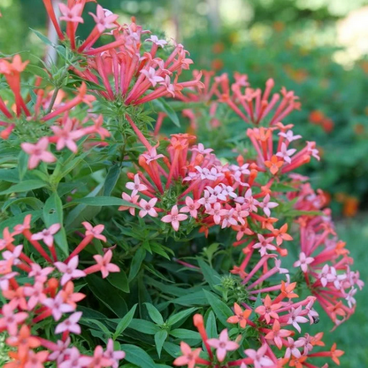 Proven Winners Direct Estrellita Little Star Firecracker Bush (Bouvardia)