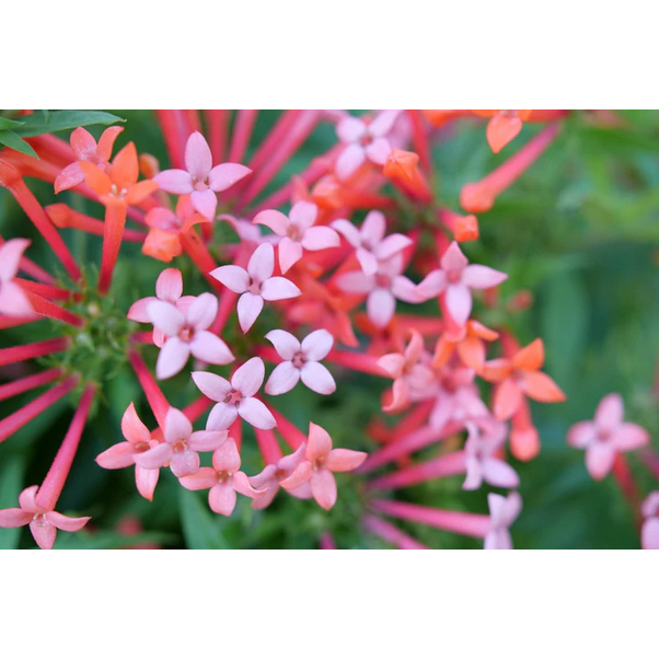 Proven Winners Direct Estrellita Little Star Firecracker Bush (Bouvardia)