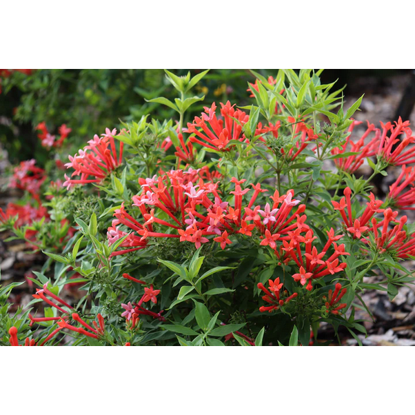 Proven Winners Direct Estrellita Little Star Firecracker Bush (Bouvardia)