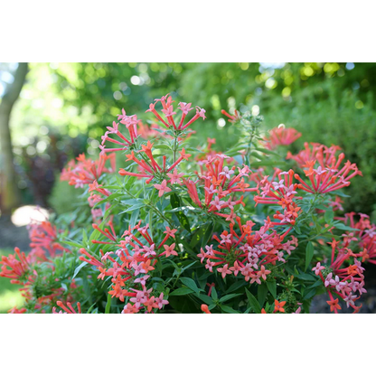 Proven Winners Direct Estrellita Little Star Firecracker Bush (Bouvardia)