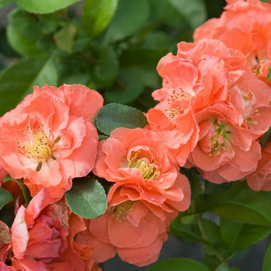 Proven Winners Direct Double Take Peach Quince