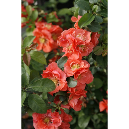 Proven Winners Direct Double Take Peach Quince